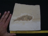 Fischfossil Palaeoatherinidae