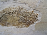 Fischfossil Palaeoatherinidae