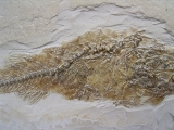 Fischfossil Palaeoatherinidae