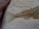 Fischfossil Palaeoatherinidae