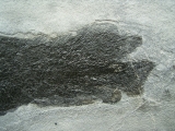 Dipterus - Lungenfisch