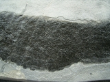 Dipterus - Lungenfisch