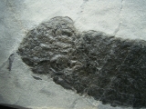 Dipterus - Lungenfisch