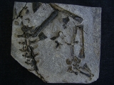 Claudiosaurus germaini Teilskelett