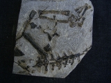 Claudiosaurus germaini Teilskelett
