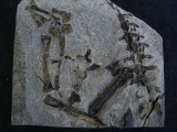 Claudiosaurus germaini Teilskelett