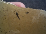 Zwei Insekten aus dem Oligozaen