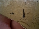 Zwei Insekten aus dem Oligozaen