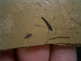 Zwei Insekten aus dem Oligozaen