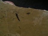 Zwei Insekten aus dem Oligozaen