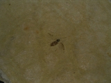 Zwei Insekten aus dem Oligozaen