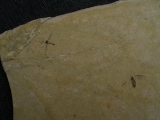 Zwei Insekten aus dem Oligozaen