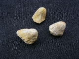 Drei Seeigel Claviaster beltremieuxi