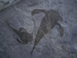 Seeskorpione Eurypterus remipes