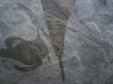 Seeskorpione Eurypterus remipes