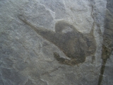 Seeskorpione Eurypterus remipes