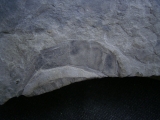 Seeskorpione Eurypterus remipes