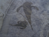 Seeskorpione Eurypterus remipes