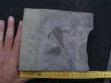 Seeskorpione Eurypterus remipes