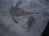 Seeskorpione Eurypterus remipes