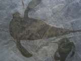 Seeskorpione Eurypterus remipes