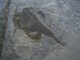Seeskorpione Eurypterus remipes