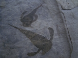 Seeskorpione Eurypterus remipes