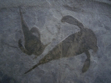 Seeskorpione Eurypterus remipes