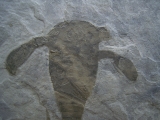 Seeskorpione Eurypterus remipes