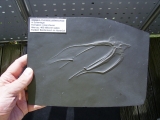 Seestern Furcaster palaeozoicus