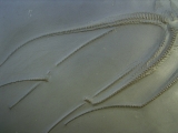 Seestern Furcaster palaeozoicus