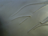 Seestern Furcaster palaeozoicus