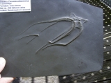 Seestern Furcaster palaeozoicus