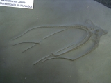 Seestern Furcaster palaeozoicus
