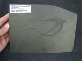 Seestern Furcaster palaeozoicus