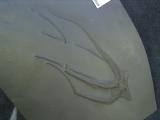 Seestern Furcaster palaeozoicus