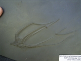 Seestern Furcaster palaeozoicus