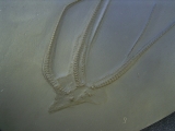 Seestern Furcaster palaeozoicus