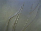 Seestern Furcaster palaeozoicus