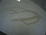 Seestern Furcaster palaeozoicus