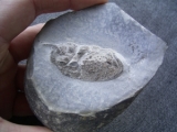 Muschelkalk-Krebs Pemphix