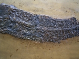 Cyclurus kehreri Baby Fisch
