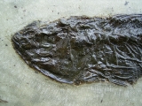 Palaeoperca proxima - Grube Messel