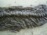 Palaeoperca proxima - Grube Messel