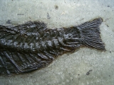 Palaeoperca proxima - Grube Messel
