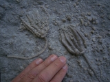 Two Triassic Crinoids Encrinus liliiformis