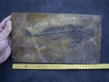 Mackerel Scombidae, Oligocene