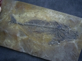 Makrele Scombridae, Wiesloch-Frauenweiler