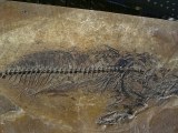 Makrele Scombridae, Wiesloch-Frauenweiler