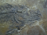 Makrele Scombridae, Wiesloch-Frauenweiler